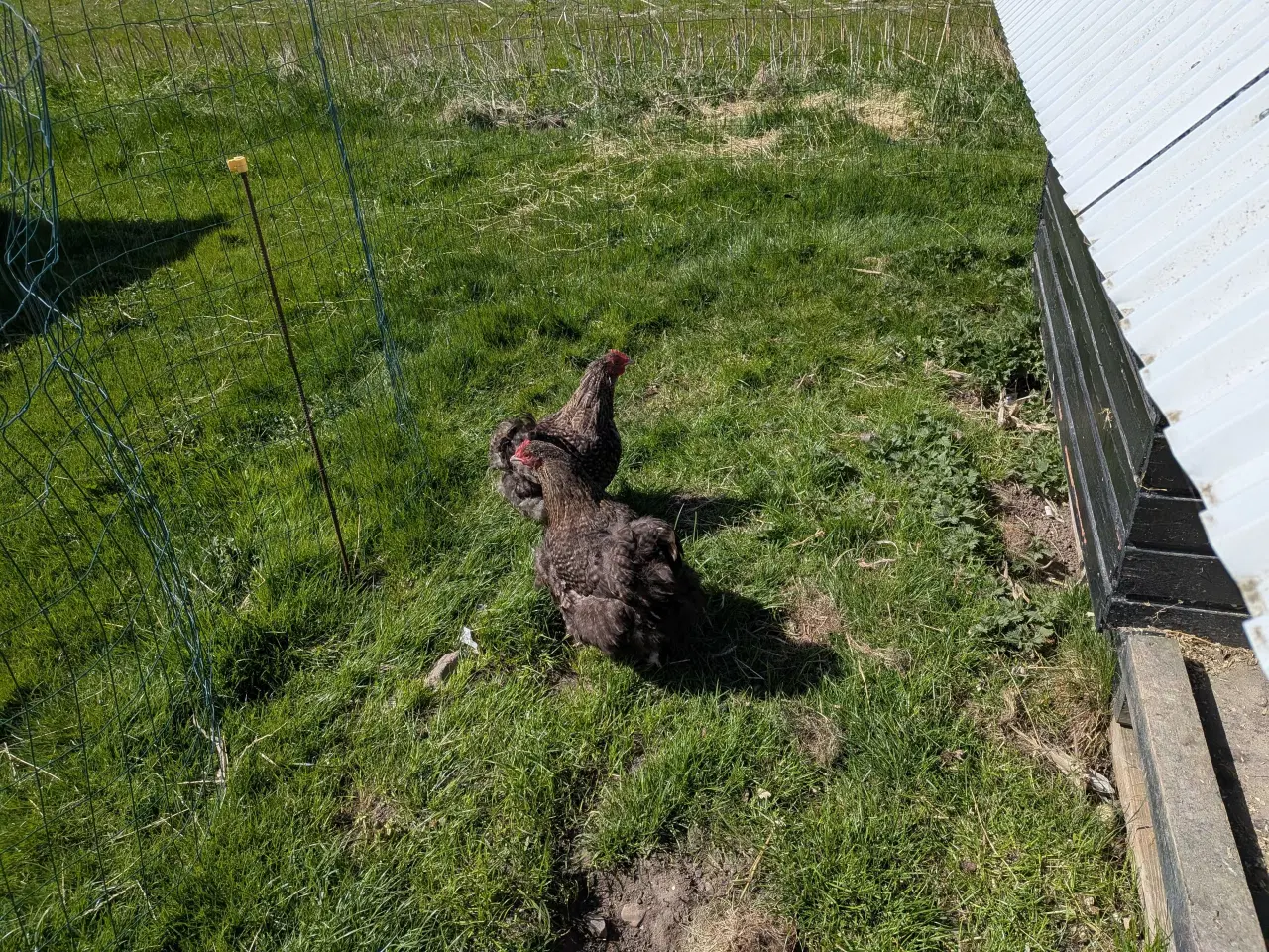 Billede 4 - 1.4 hygge høns til haven
