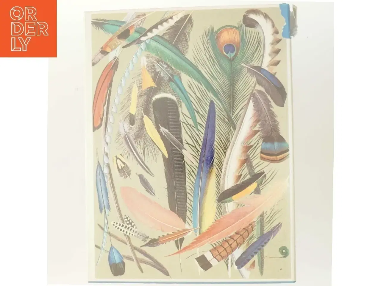 Billede 3 - Fugle af James Fisher (Bog)