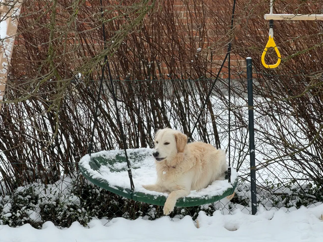 Billede 5 - Golden retriever 