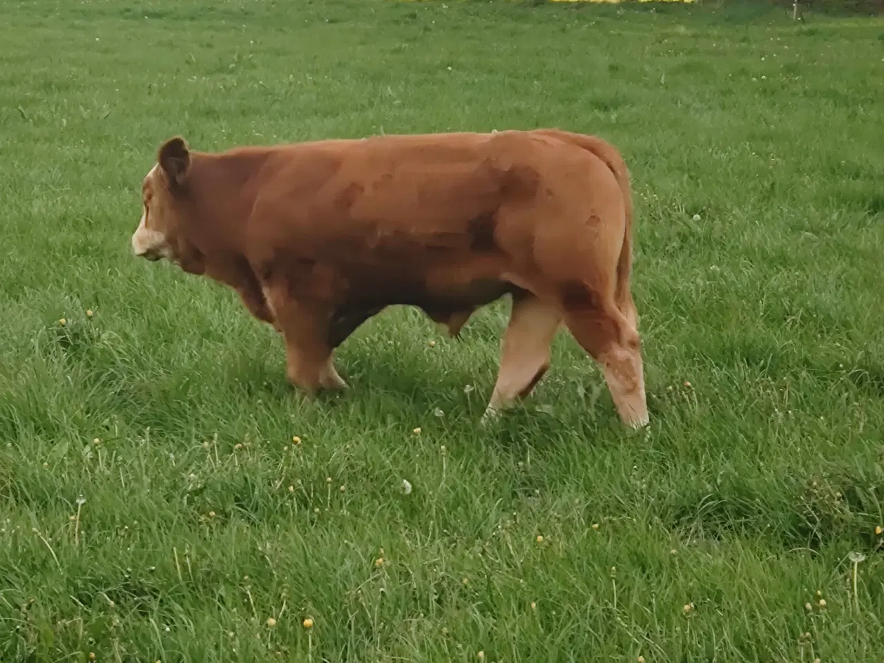 Billede 5 - Simmentaler 