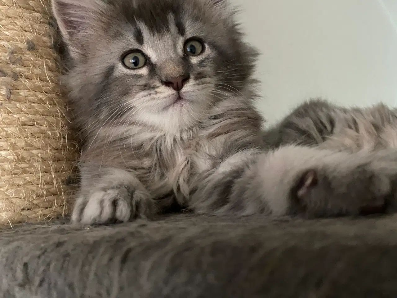 Billede 1 - Maine coon killinger