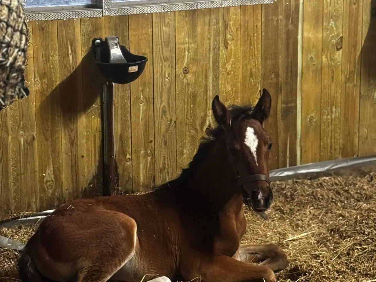 Billede 4 - ✨ Smuk unghoppe med topafstamning ✨ 