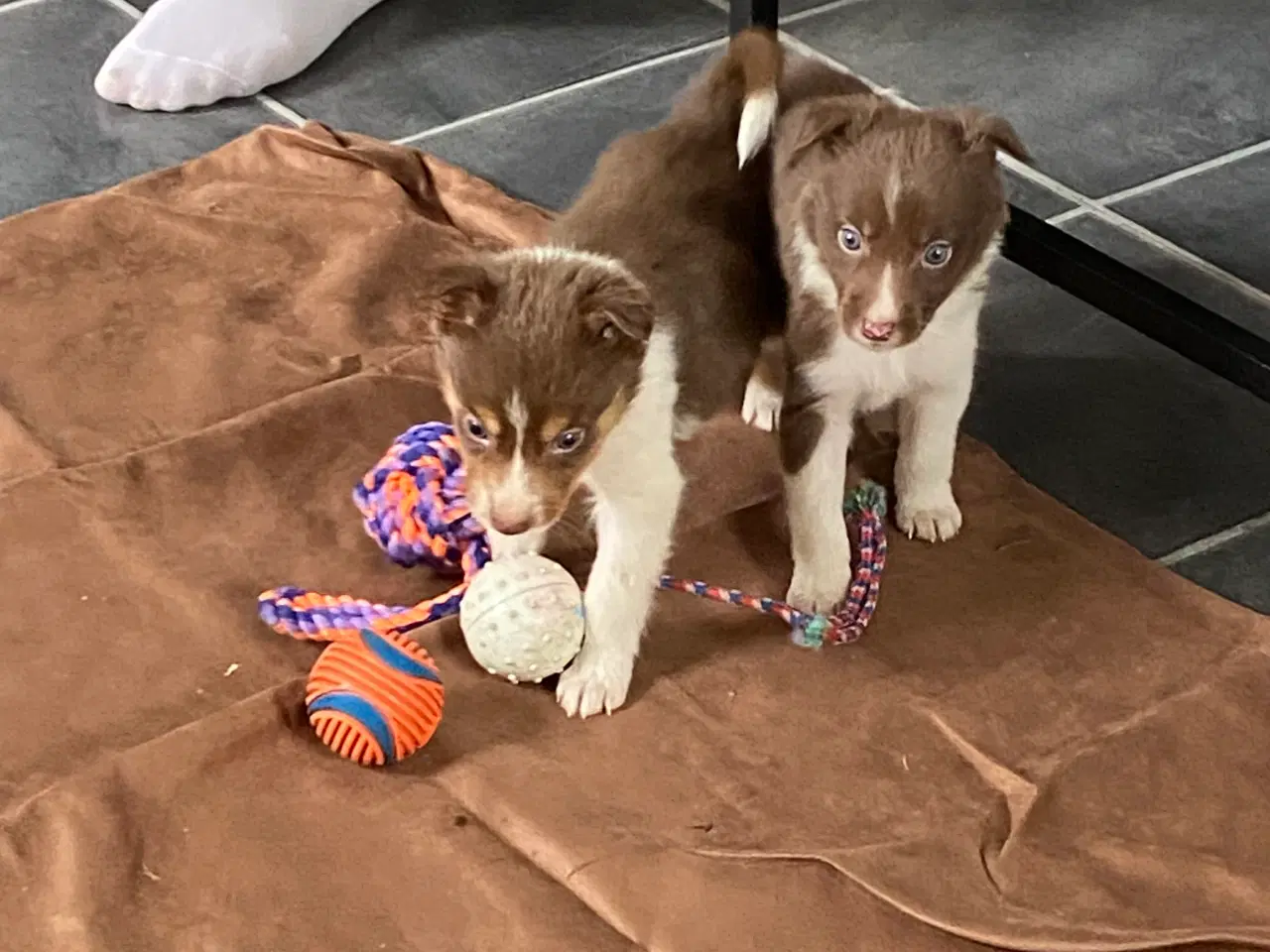 Billede 1 - Border Collie 