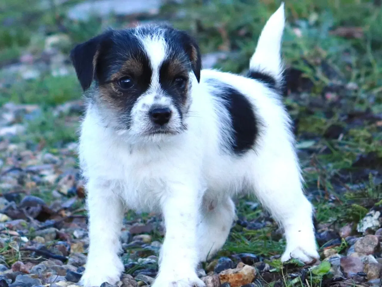 Billede 4 - Parson Jack Russell Terrier (Hvalpe 10 uger gamle)