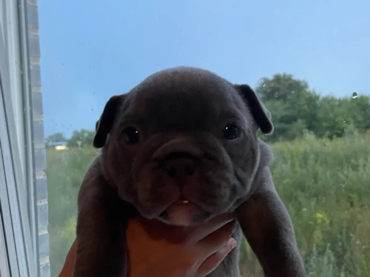 Billede 2 - American bully 