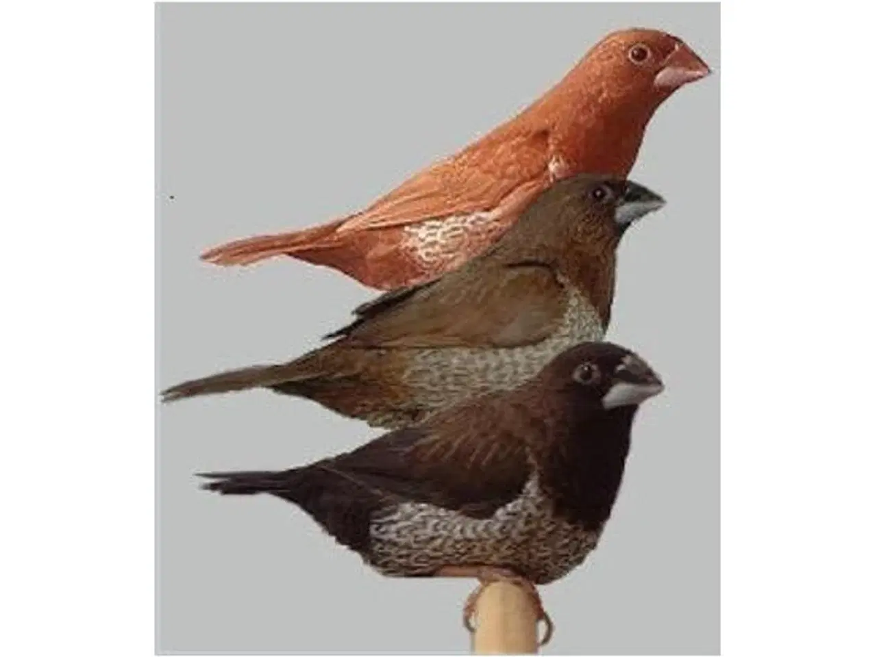 Billede 4 - købes Diamantduer.