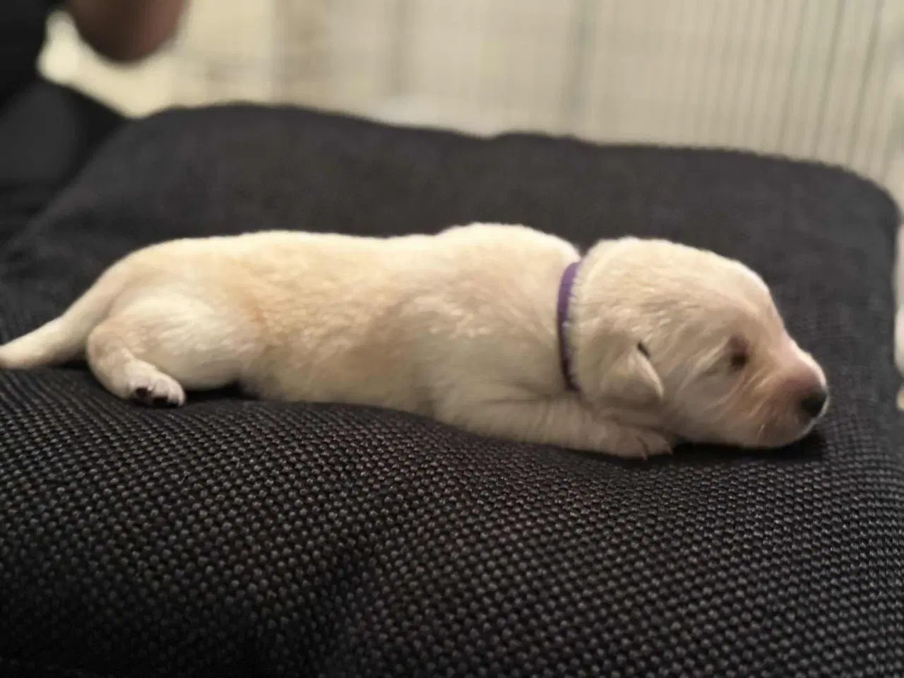 Billede 5 - Ønsker du en hund i julegave