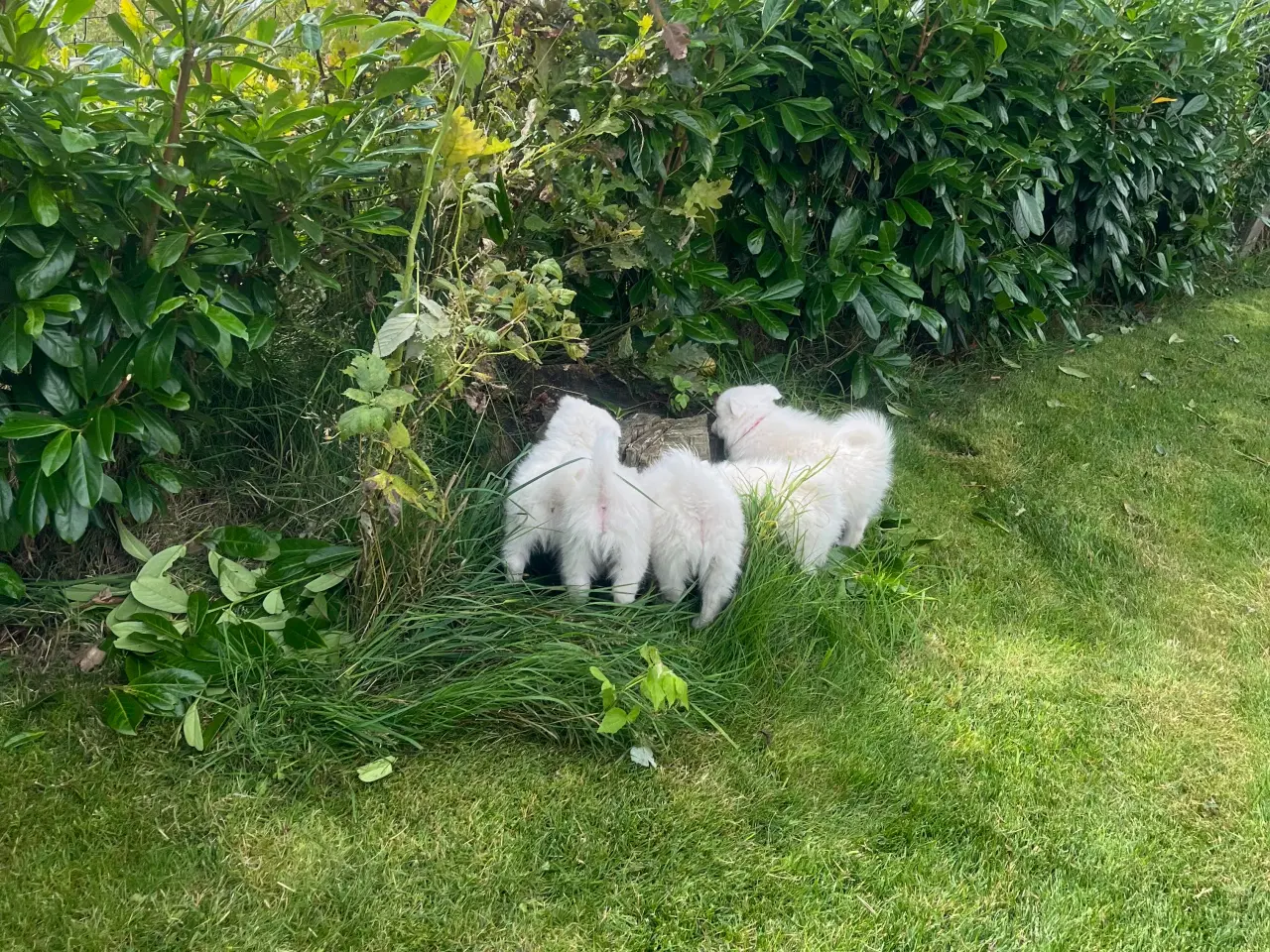 Billede 14 - Hunde hvalpe - Japansk spids