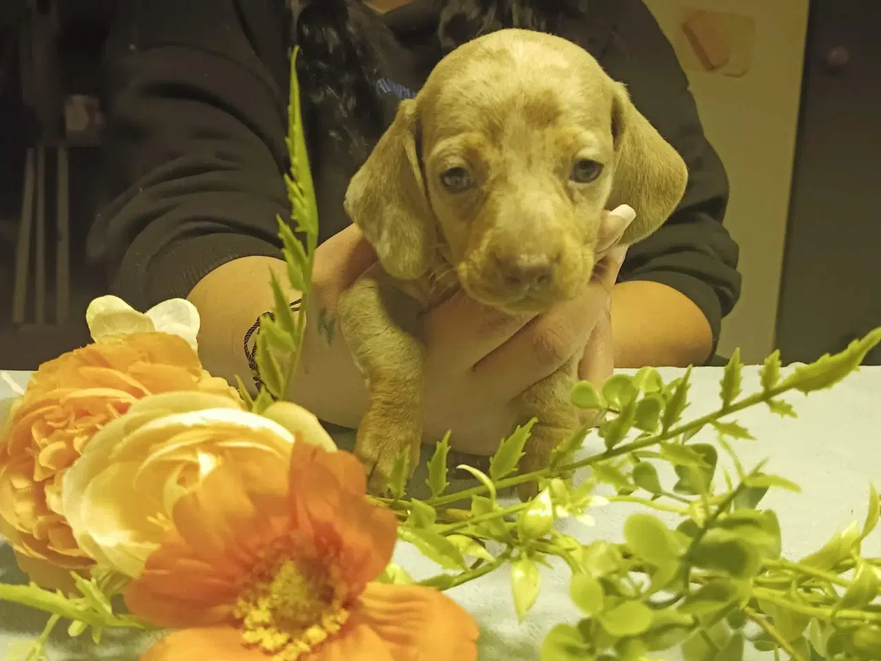 Billede 1 - Unik  minniature Gravhund