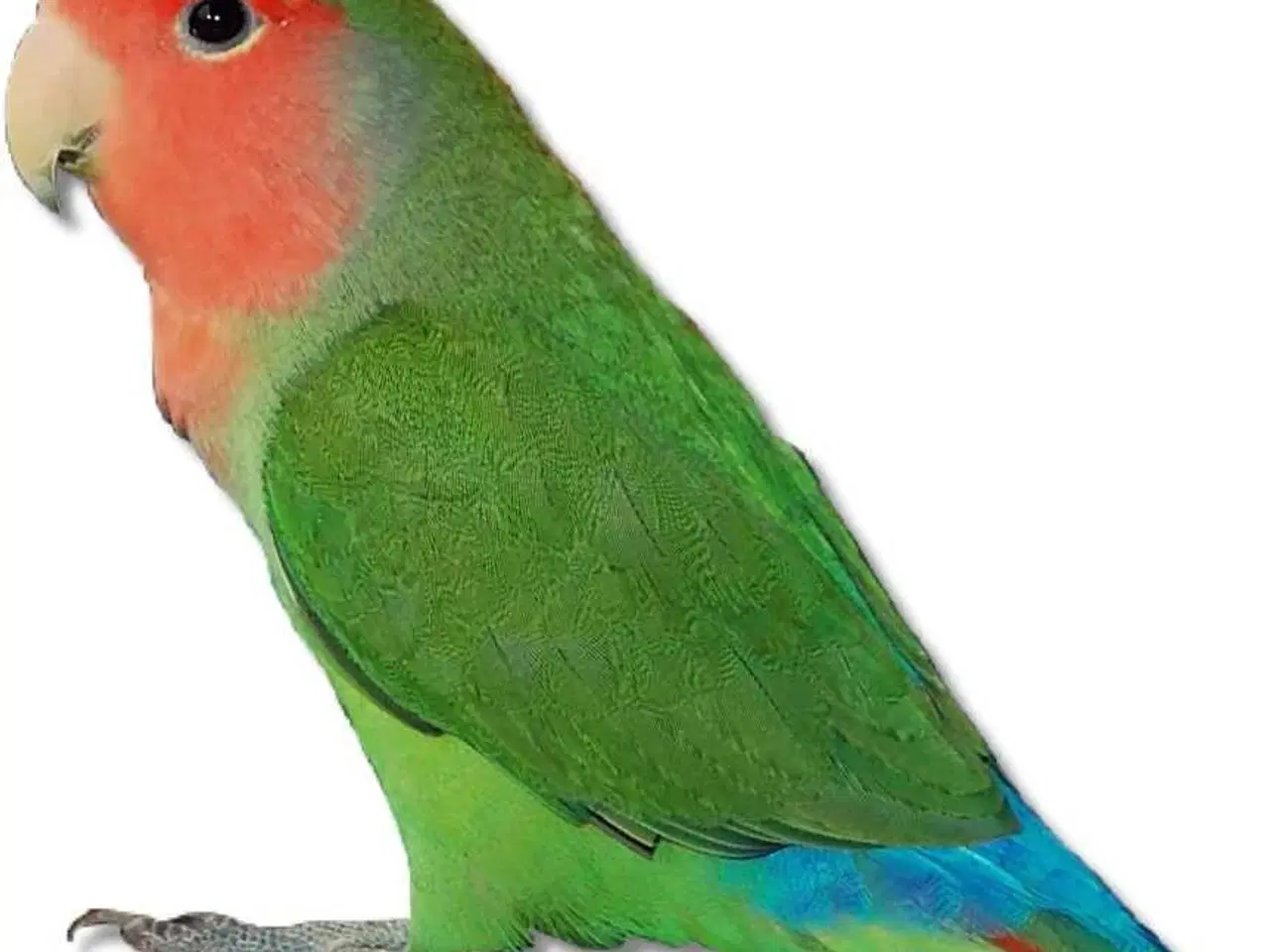 Billede 1 - Købes tam dværgpapegøje 