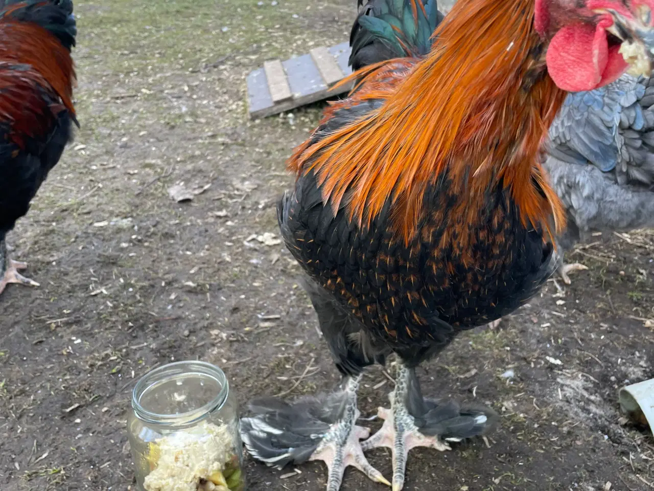 Billede 5 - Racerene Sorte Kobber Maraner og 3 blandingshaner