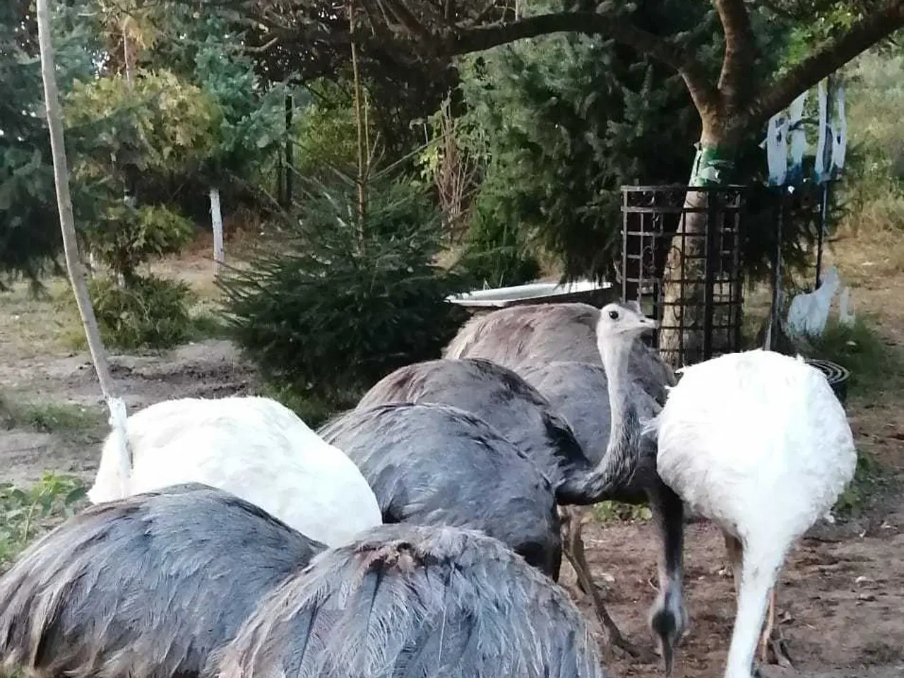 Billede 4 - Nandu æg (spisning, deko osv) 