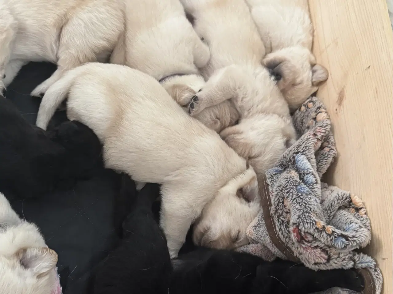 Billede 2 - Lækre Labrador hvalpe