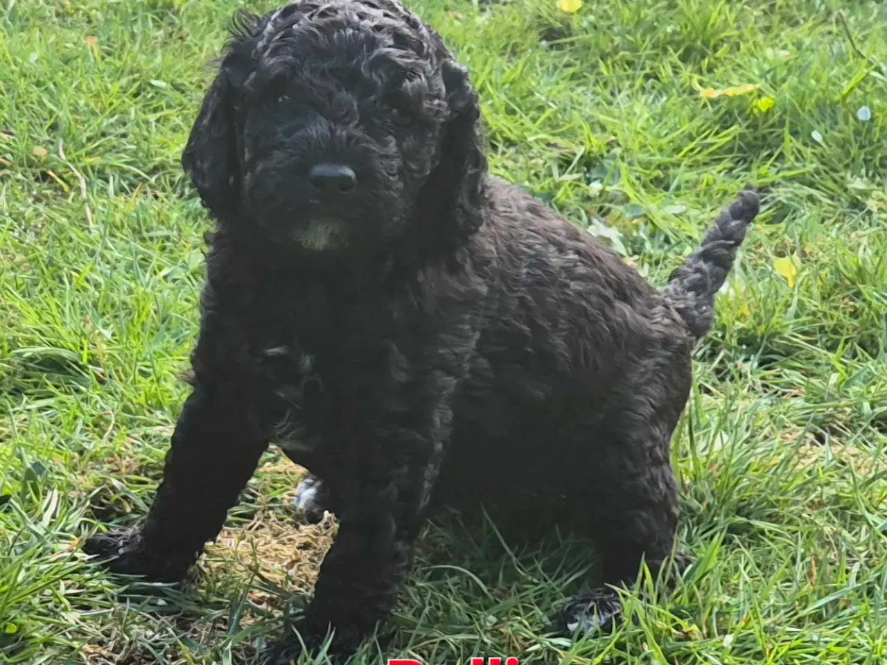 Billede 7 - Uimodstålige søde Mine cockapoo 