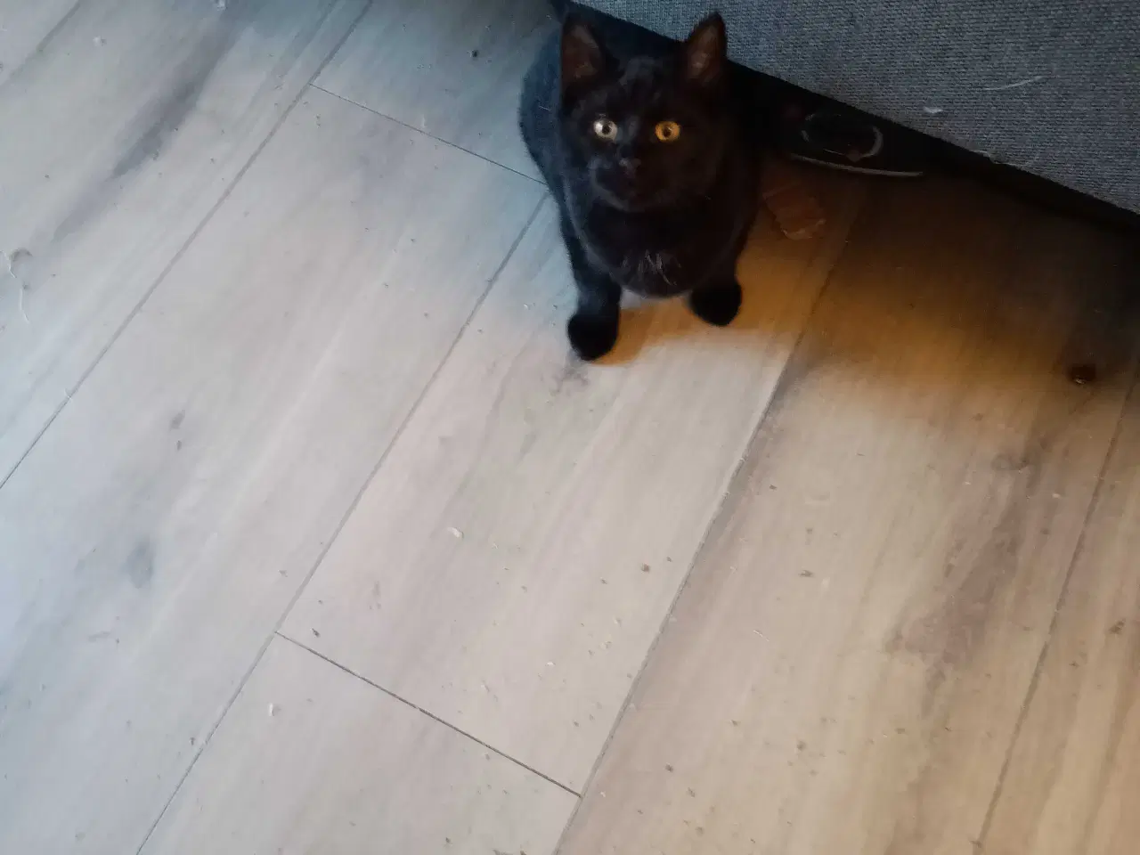 Billede 13 - 16 uger gammel killinger