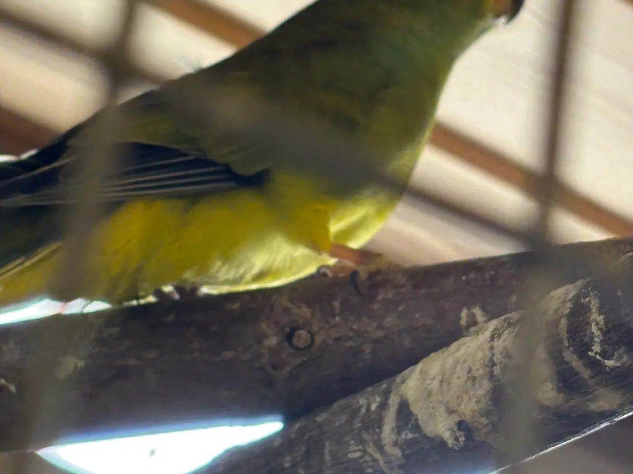 Billede 3 - Græsparakit elegant