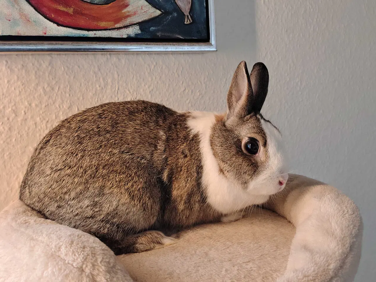 Billede 4 - Hermelin Hun kanin 🌸