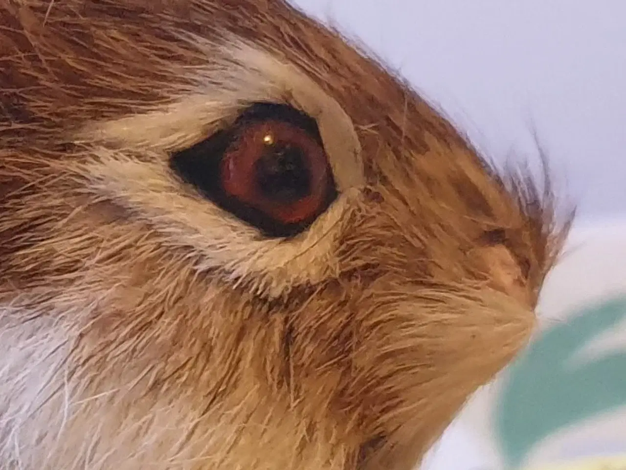 Billede 3 - Lille Blød Påskehare