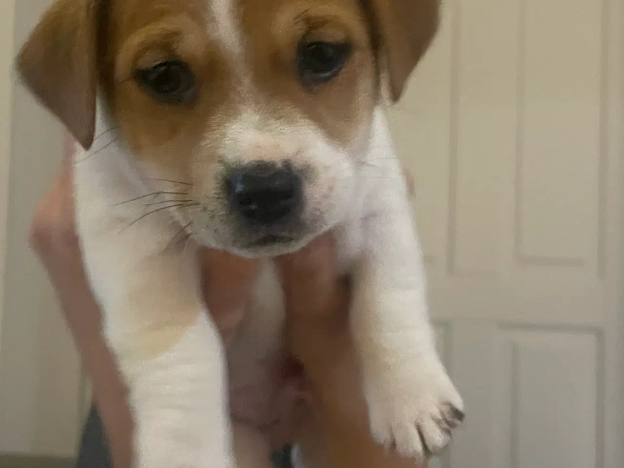 Billede 5 - Jack russell terrier hvalpe