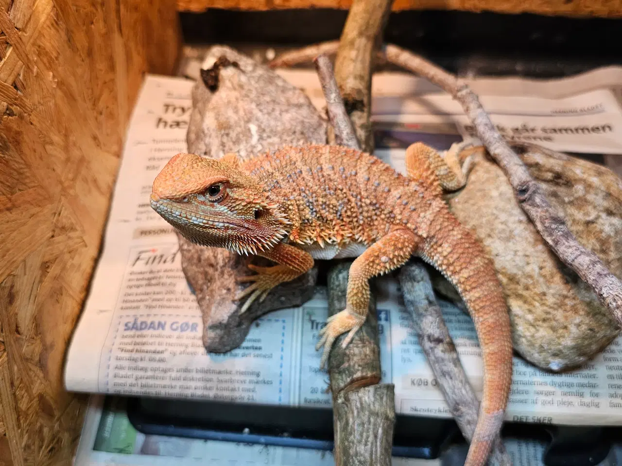 Billede 10 - HASTER skægagame unger 3 mdr gamle 😊