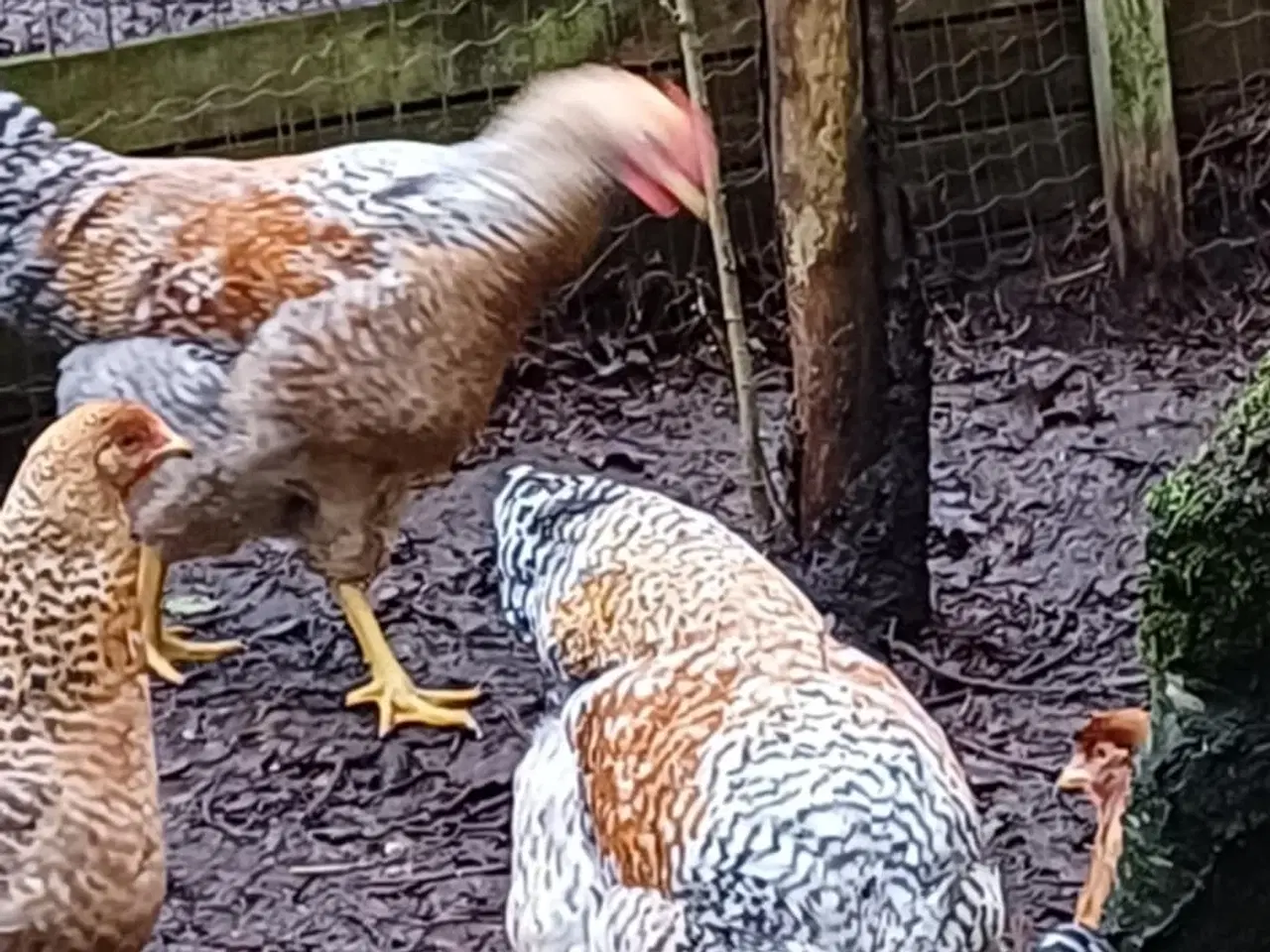 Billede 3 - Bielefelder/Legbar/Grønlægger