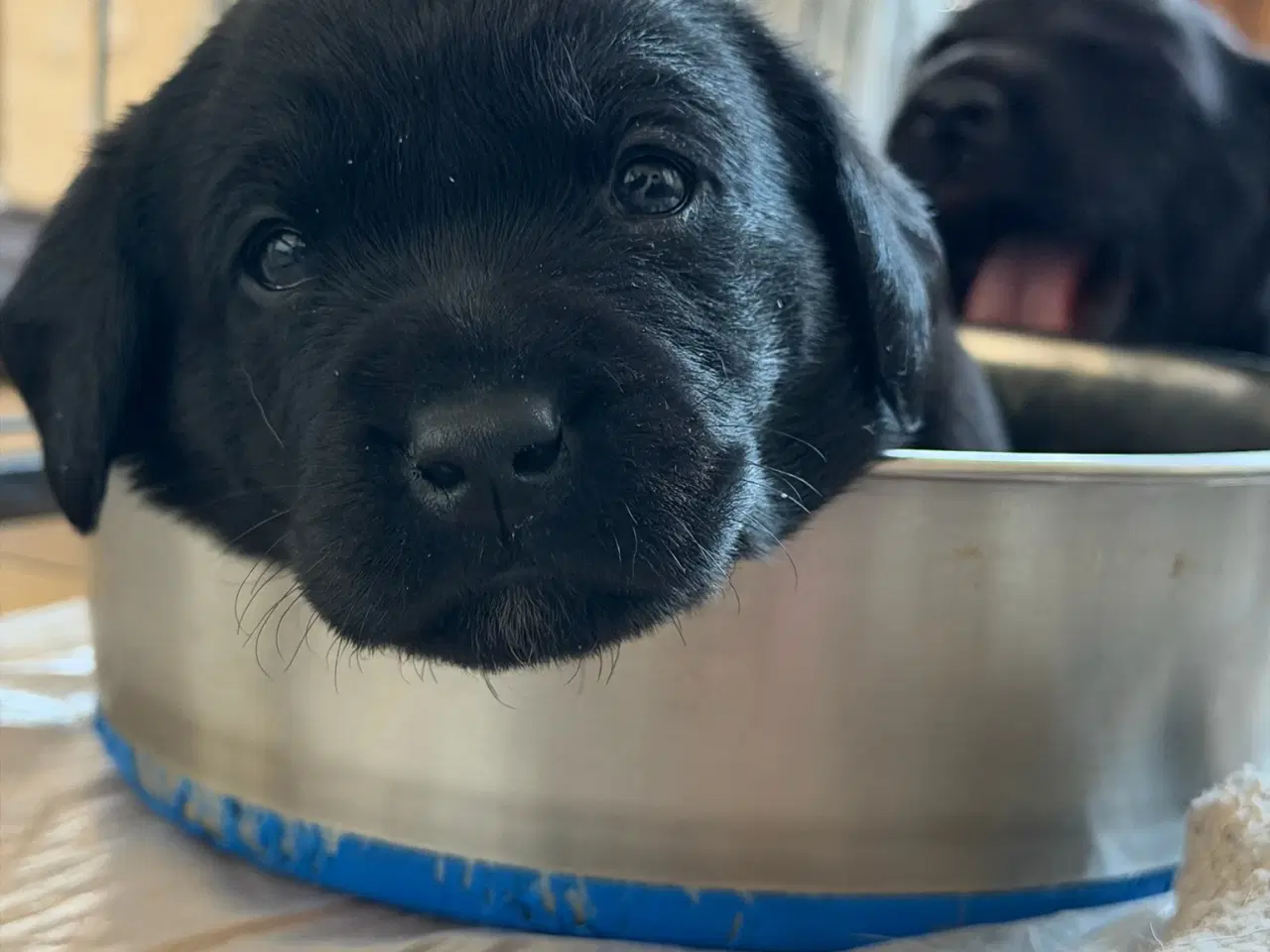 Billede 1 - Sort Han hvalp