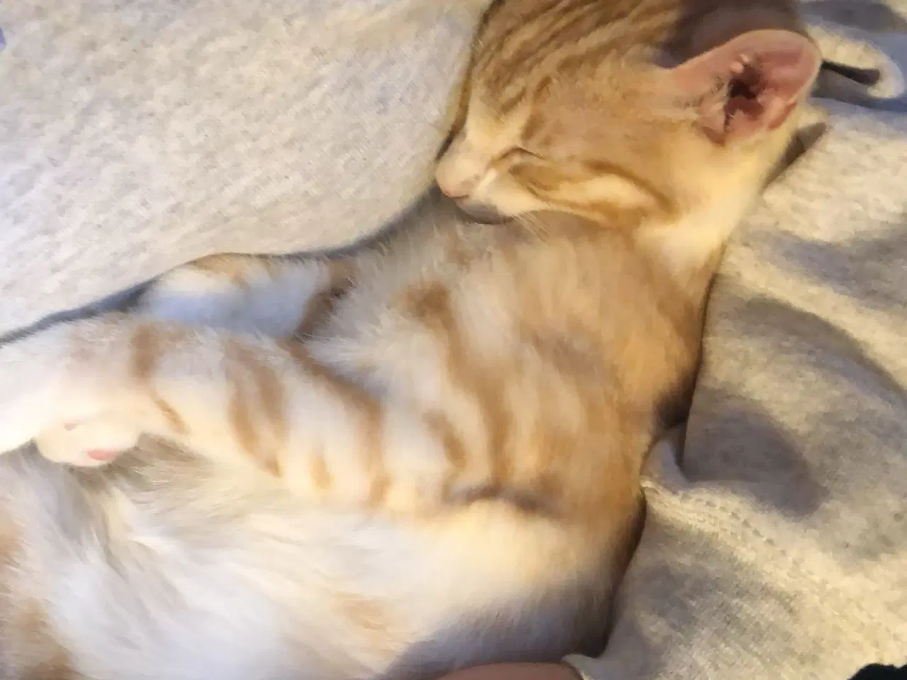 Billede 7 - 2 årig kat gives væk