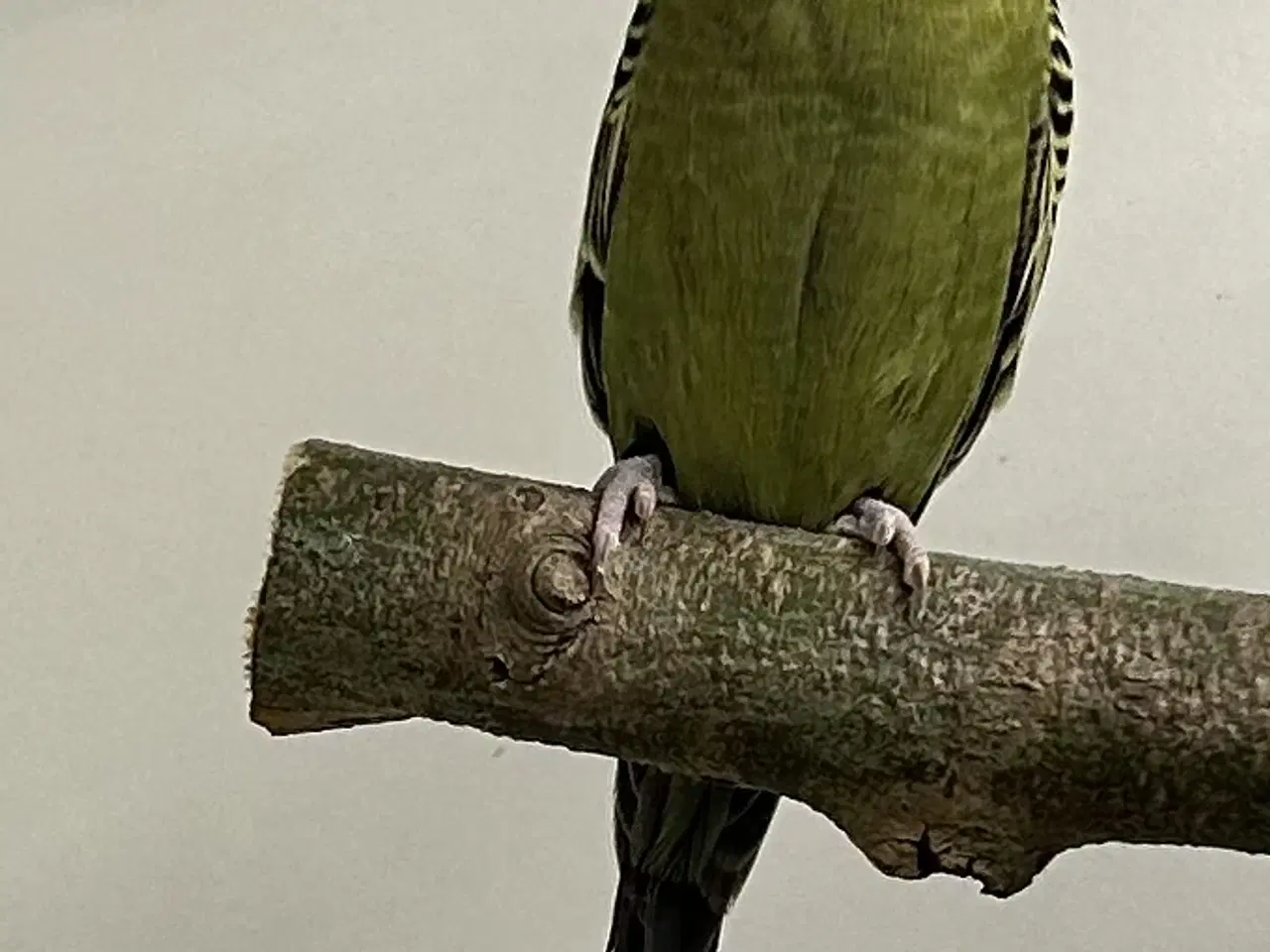 Billede 11 - Blackface og Blackwing 