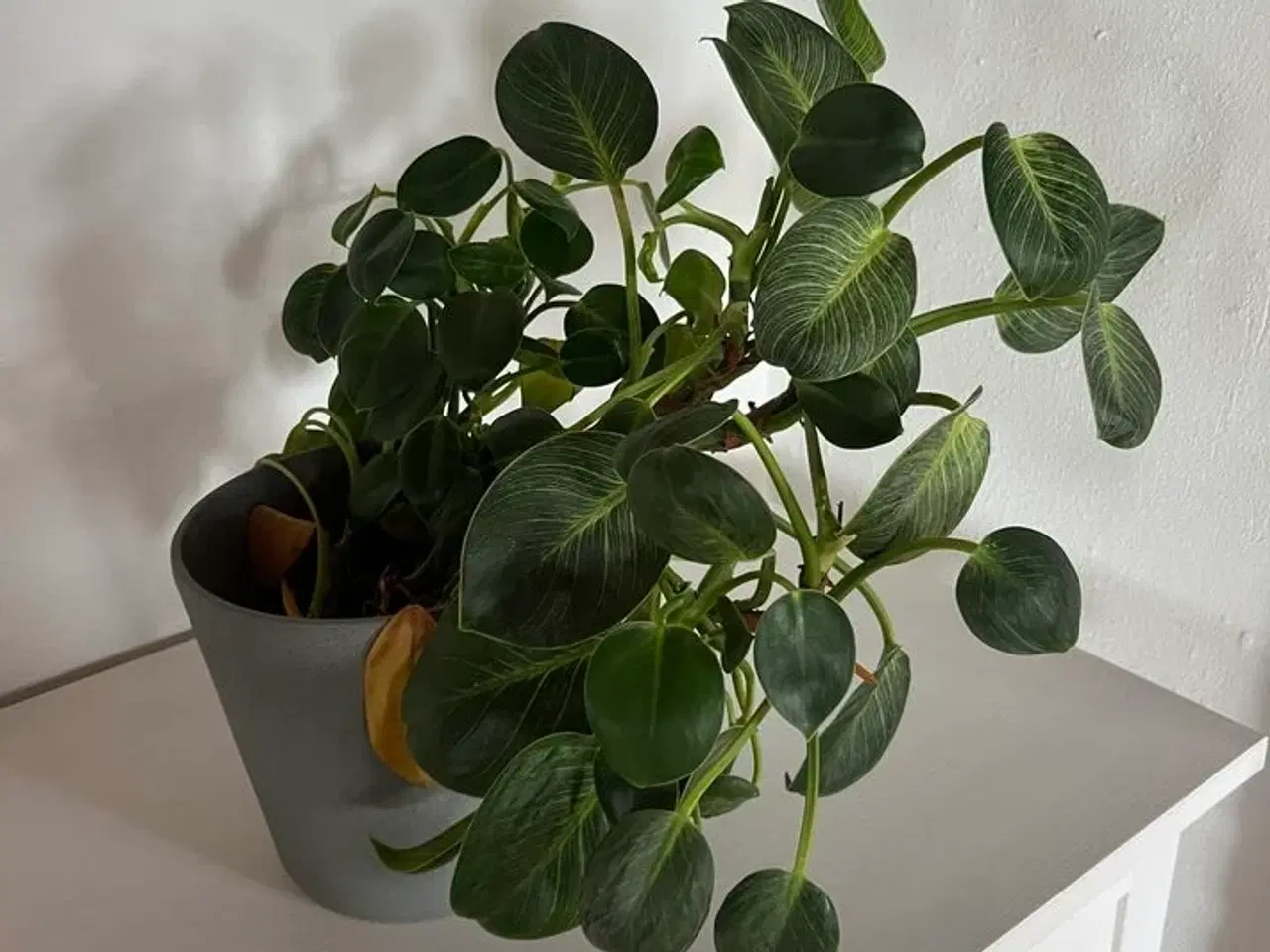 Billede 4 - Div. planter (se billeder)