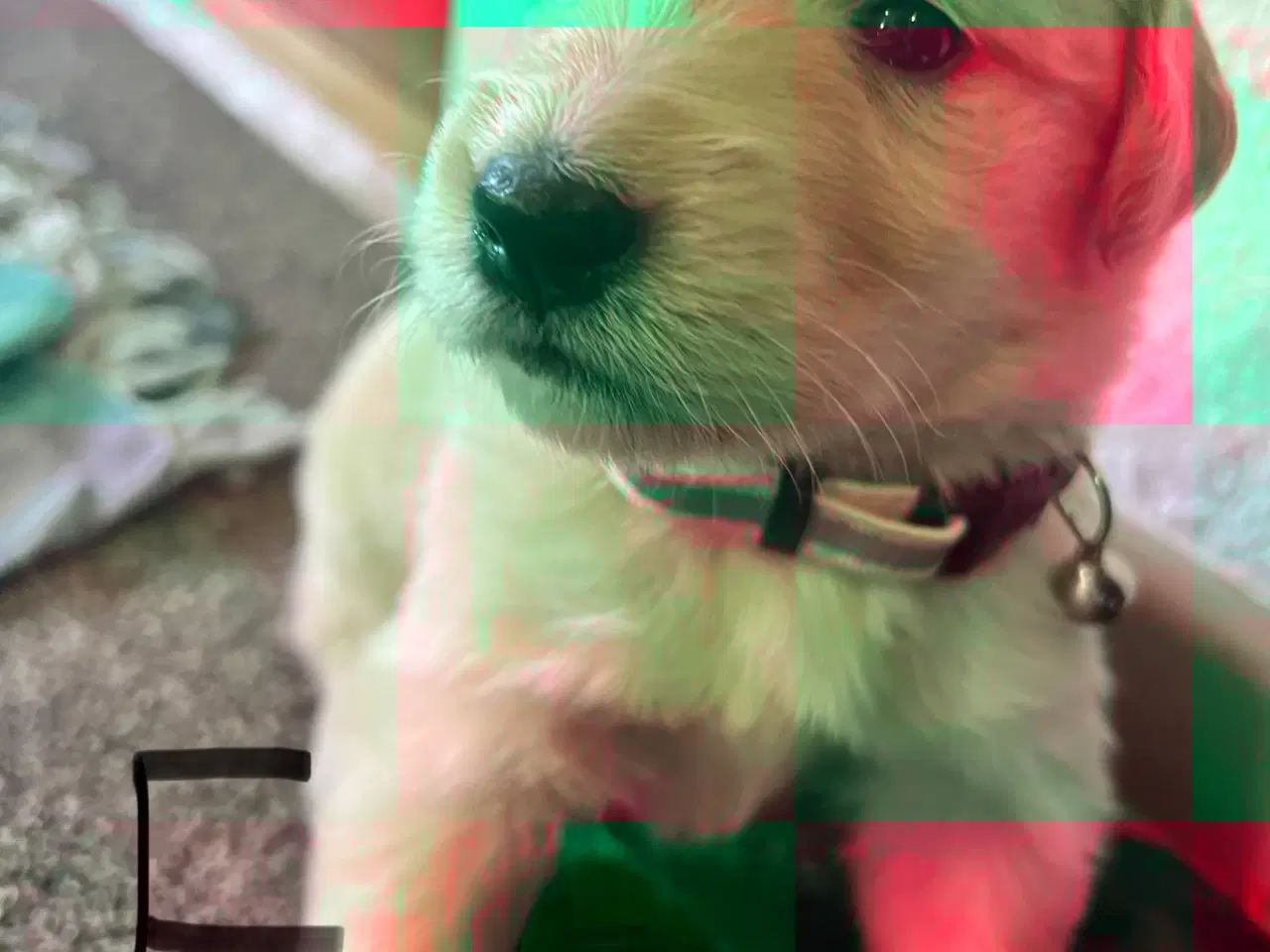 Billede 7 - Vi søger nyt hjem.