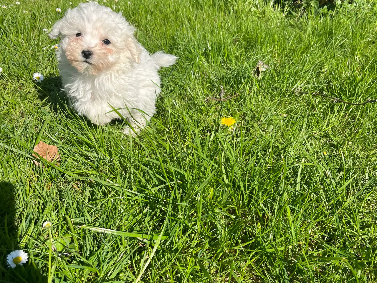 Billede 14 - Maltipoo hvalpe