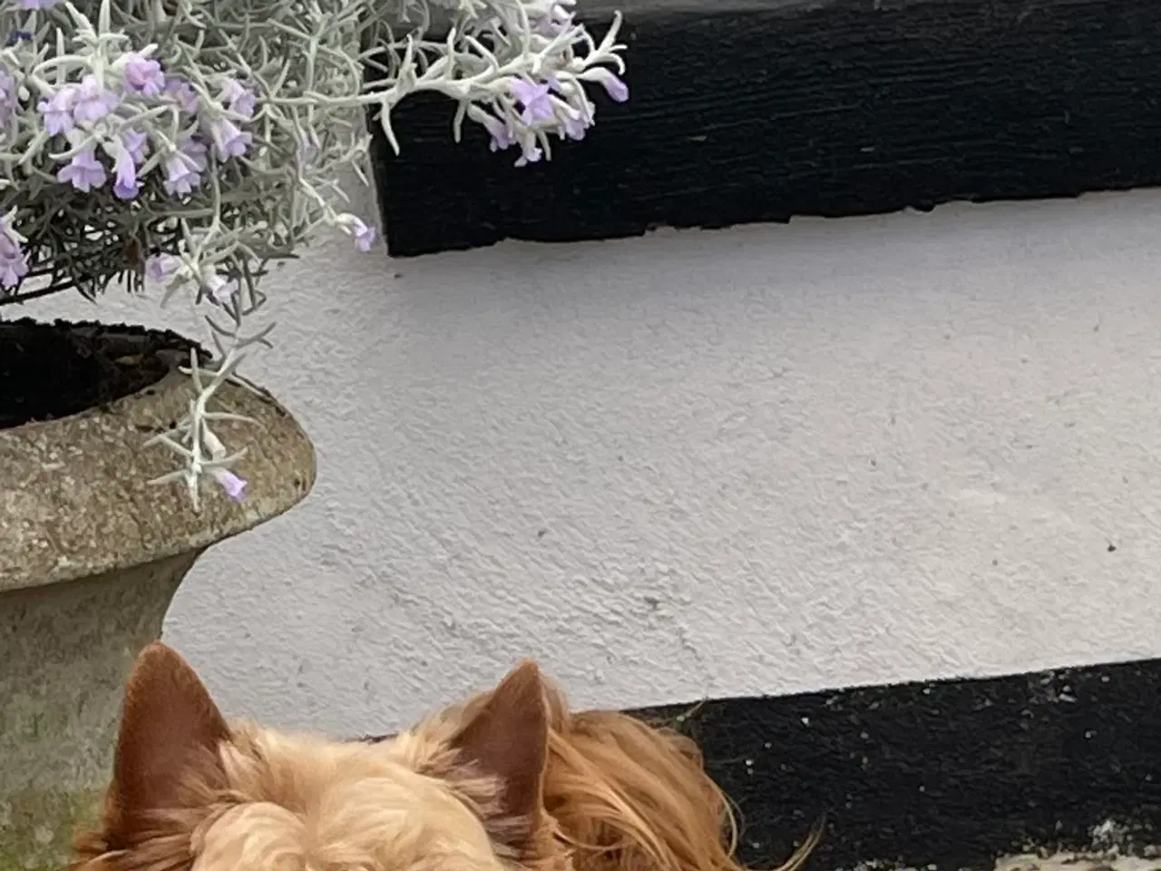 Billede 4 - Smuk Unik Chokolade Yorkshire Terrier
