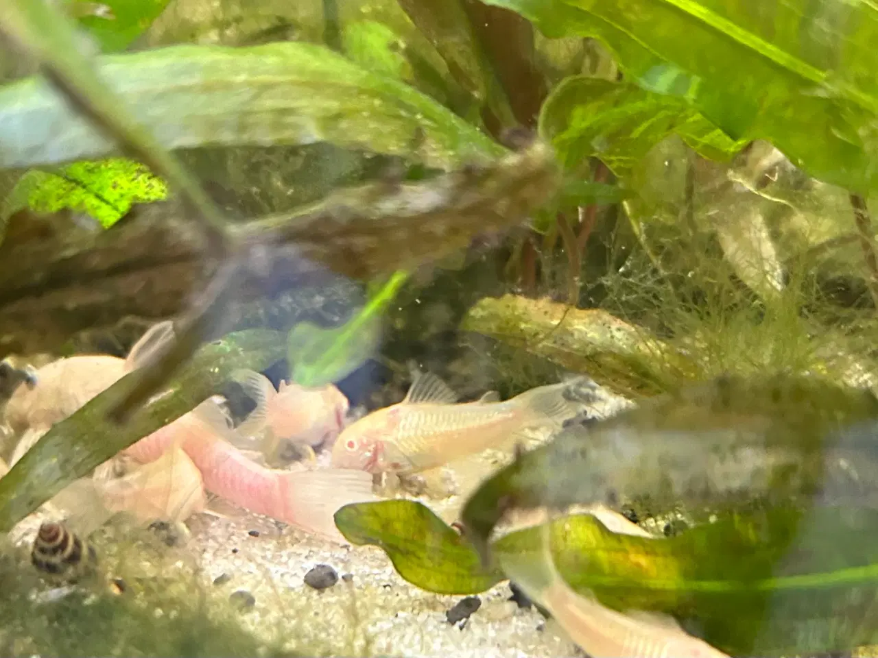 Billede 2 - 🐟 Albino pansermaller – 3-4 cm | Afhentes Viby J
