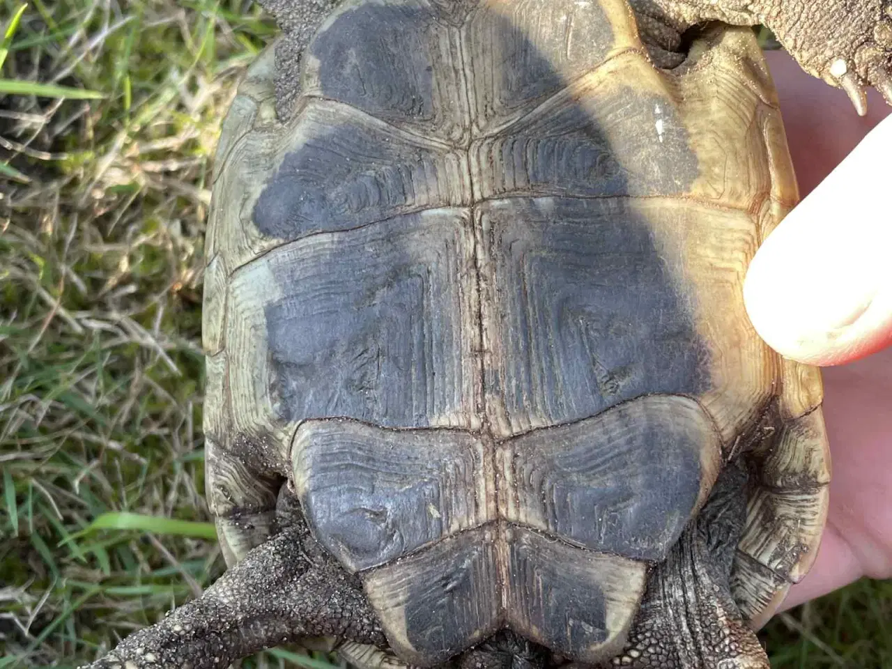 Billede 5 - 2 hun græske landskildpadder 8 år