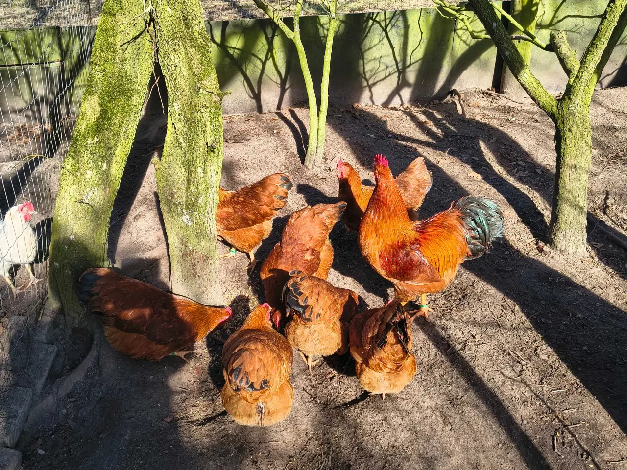 Billede 1 - New Hampshire