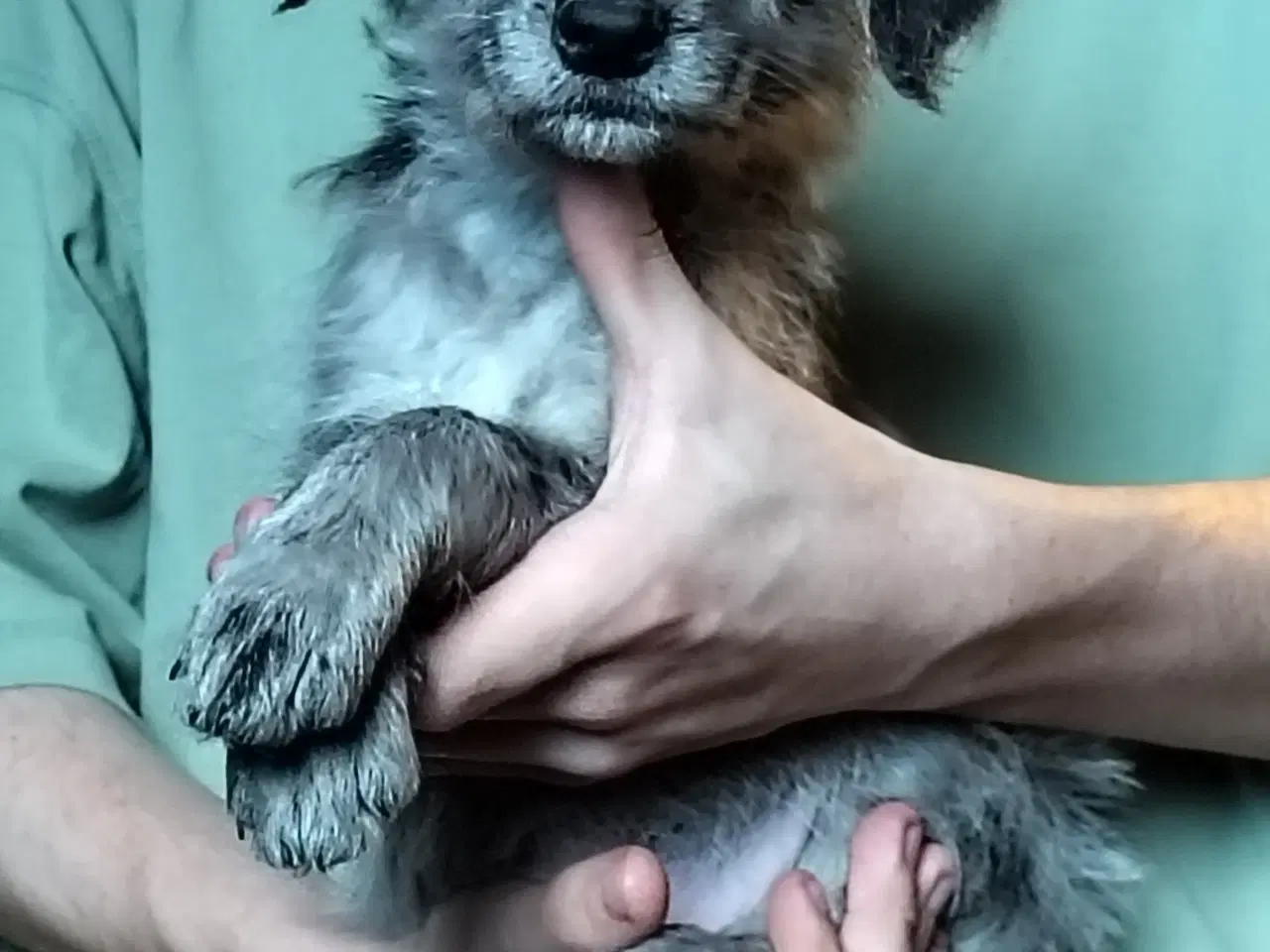 Billede 1 - Aussie/lagotto. Skønne krøller 