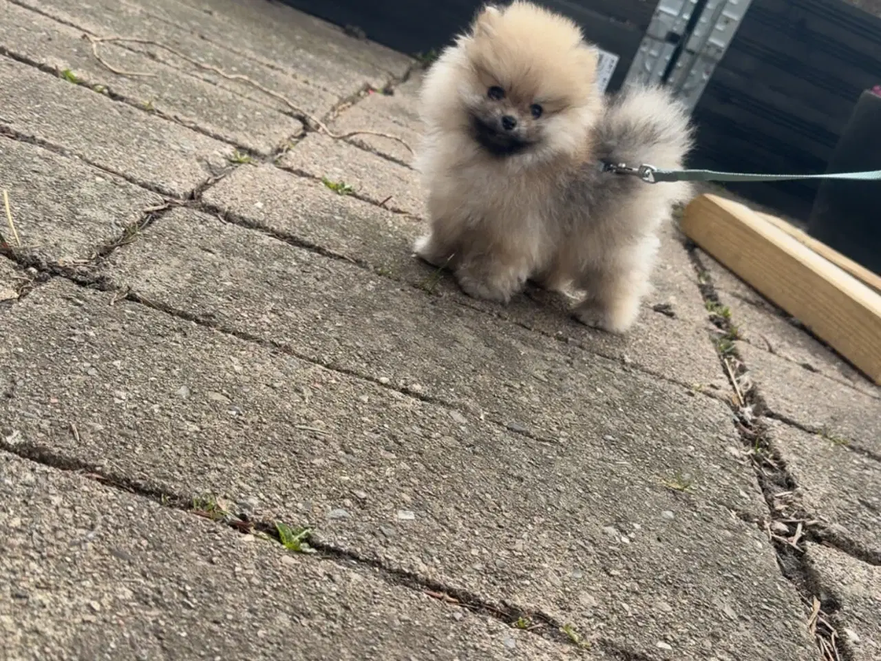 Billede 2 - Super sød dreng