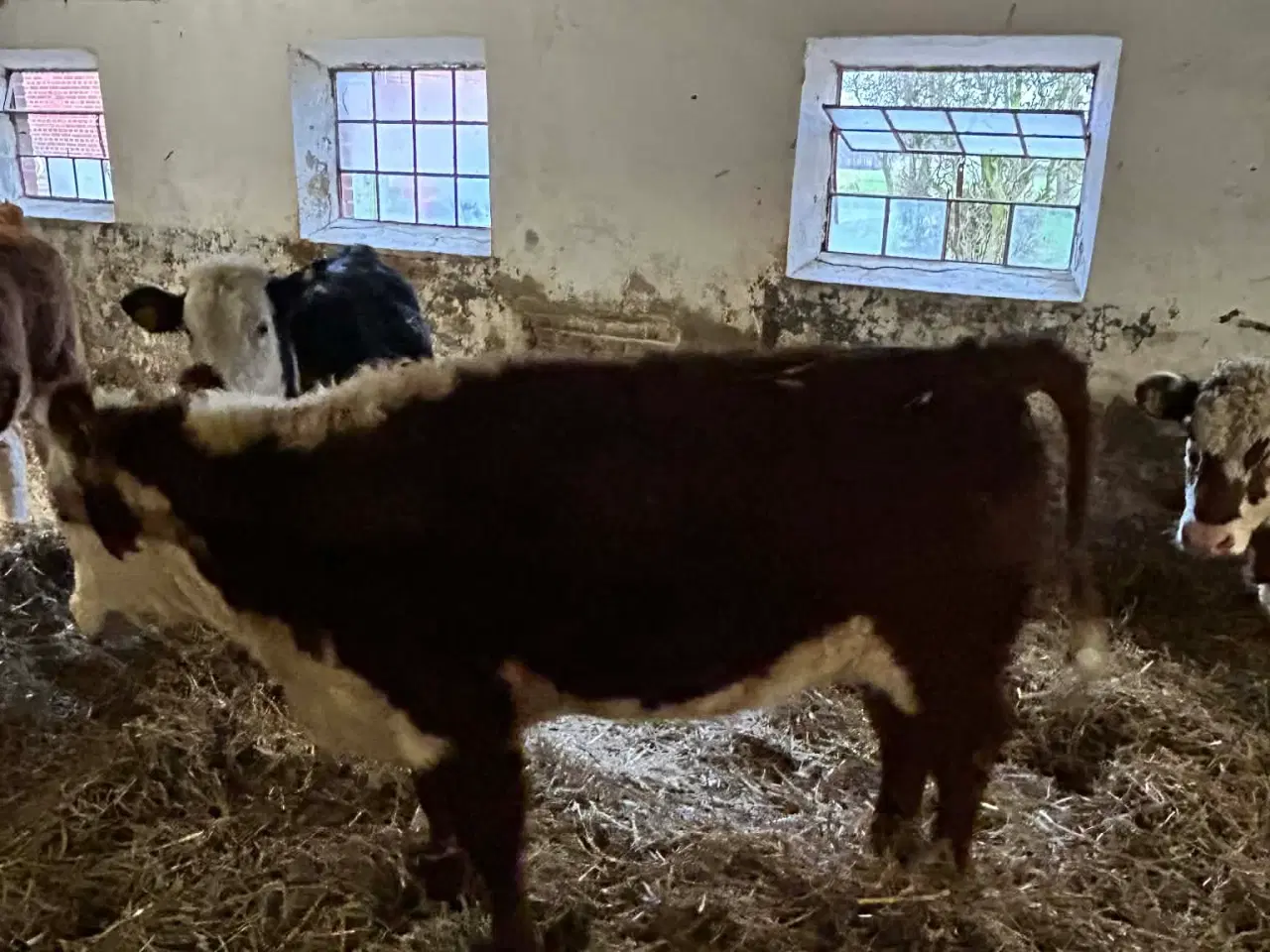 Billede 3 - hereford kvier sælges