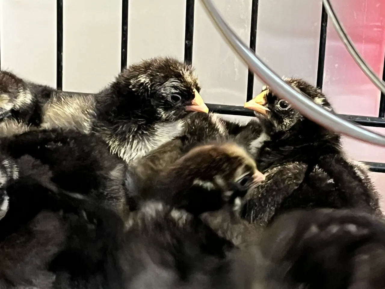Billede 2 - Daggamle kylling af sølv sortrandet wyandotter