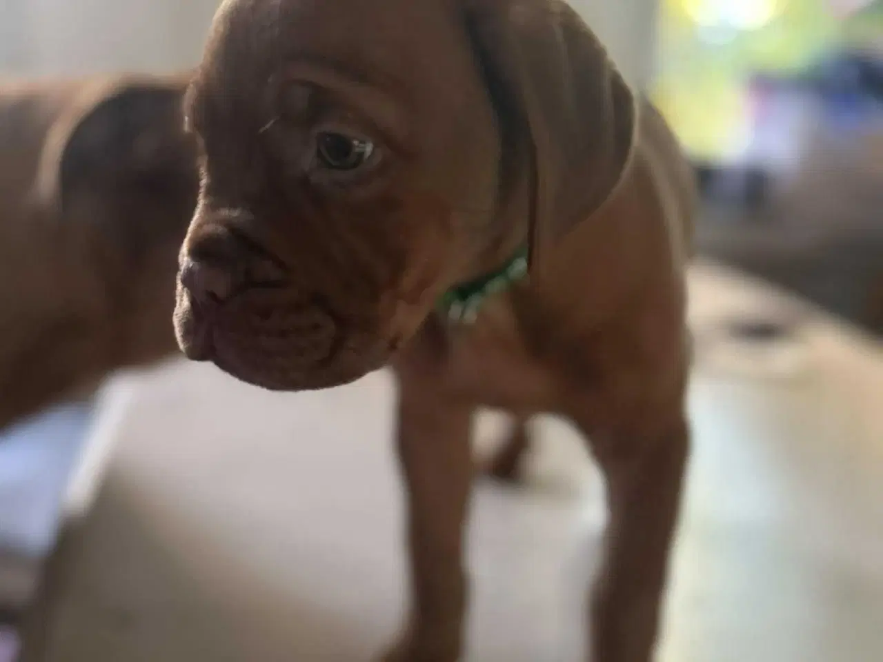 Billede 3 - 7/8 ddb - 1/8 Presa Canario