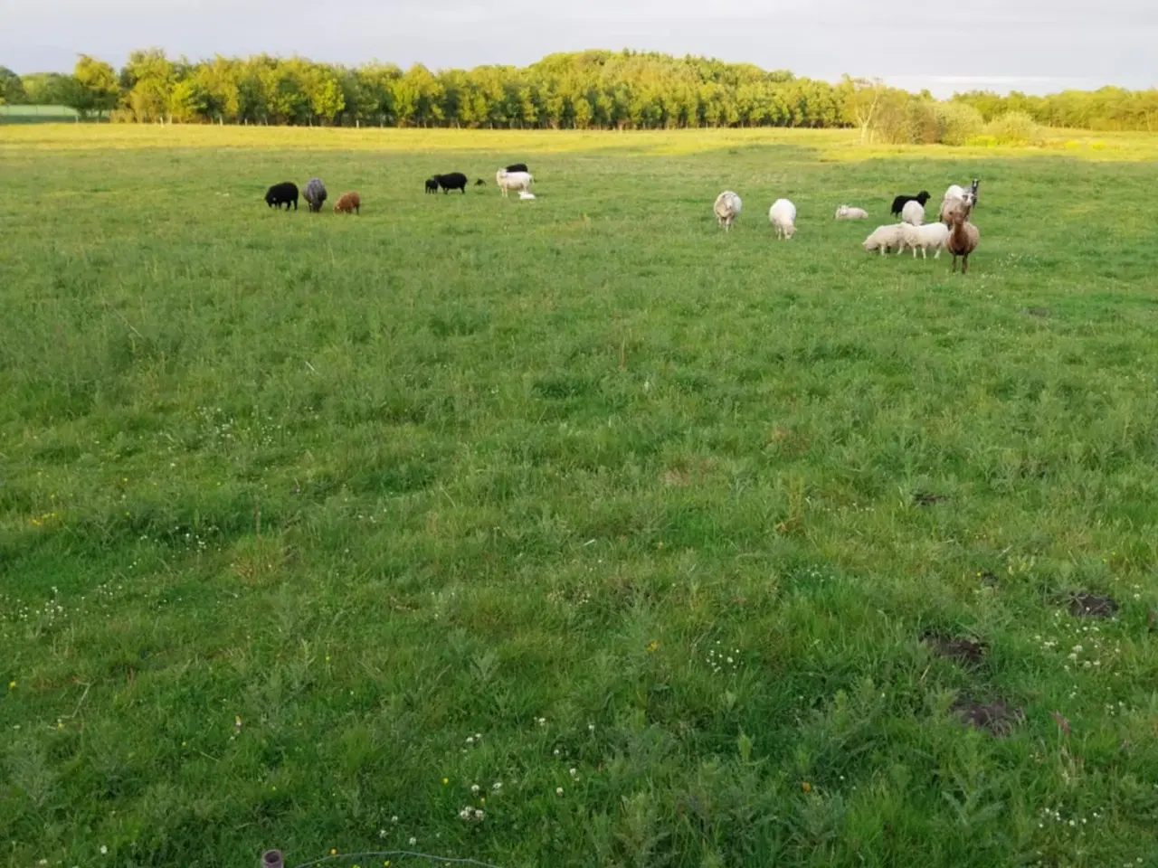 Billede 5 - Lam til salg i 6818