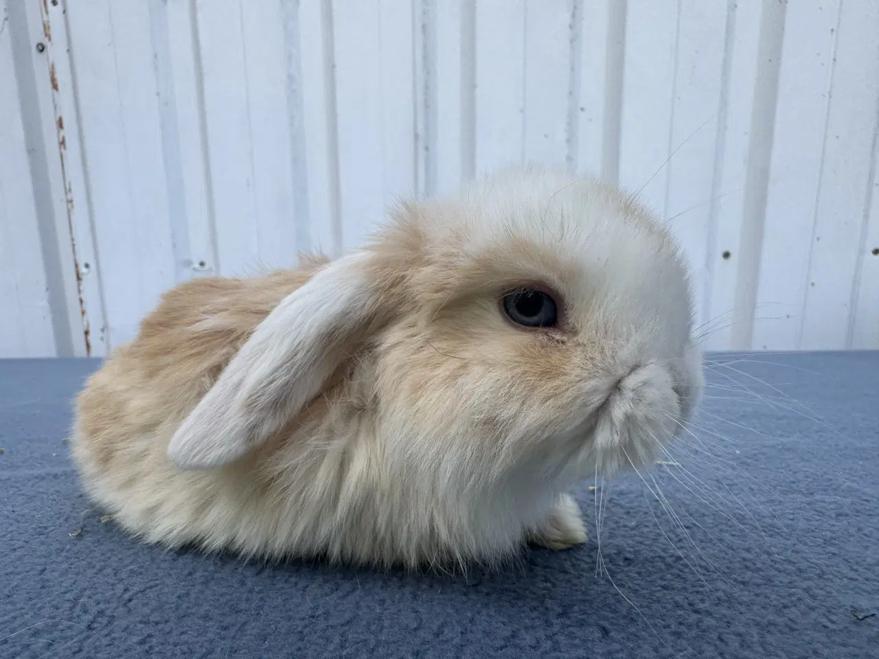 Billede 2 - Dværgvædder/Mini lop hankanin