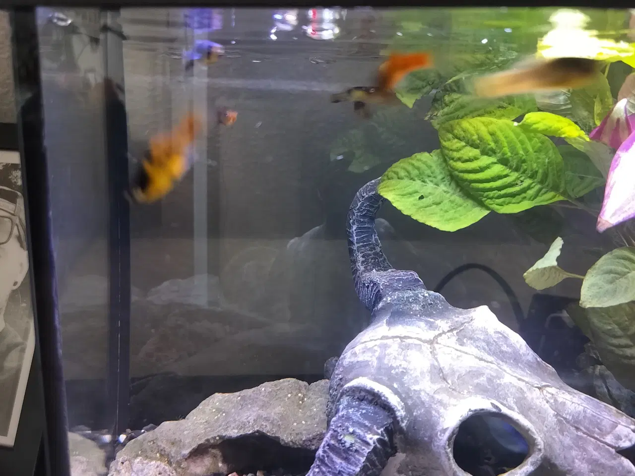Billede 2 - Platy fisk