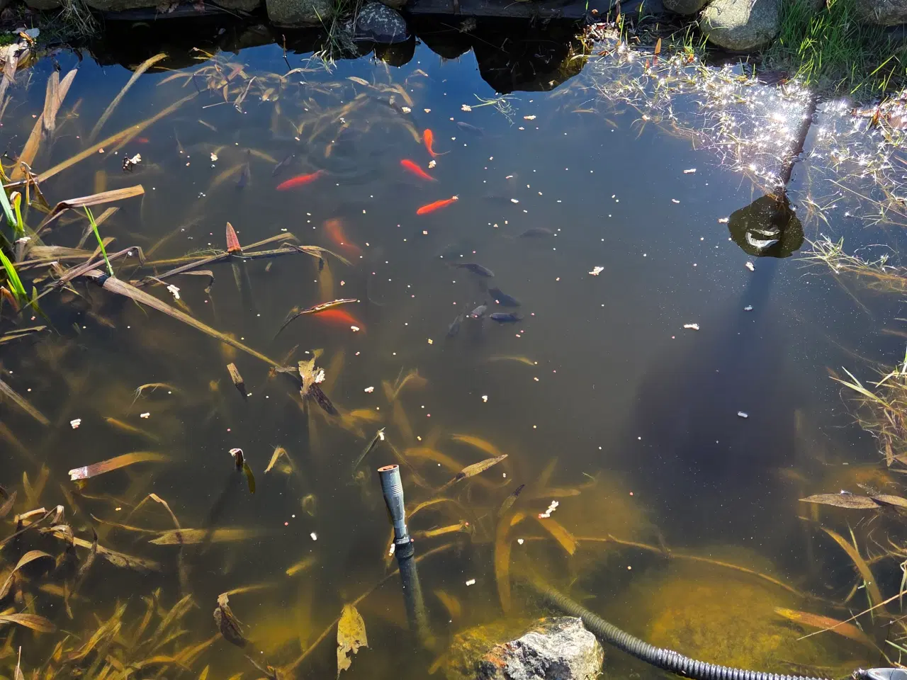 Billede 6 - Fiskedam