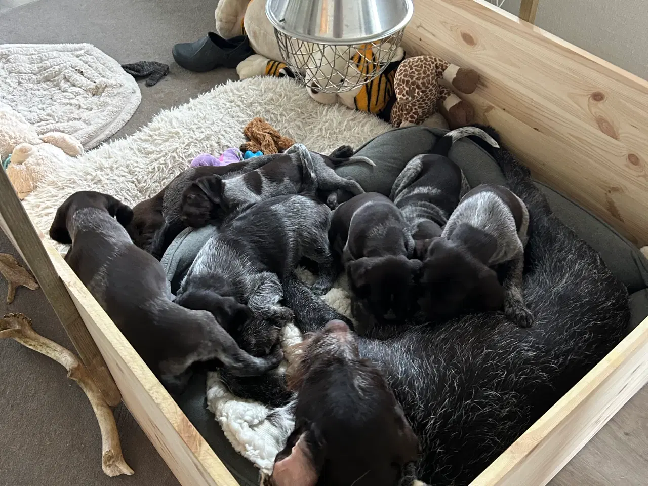 Billede 10 - Rughårede hønsehunds hvalpe