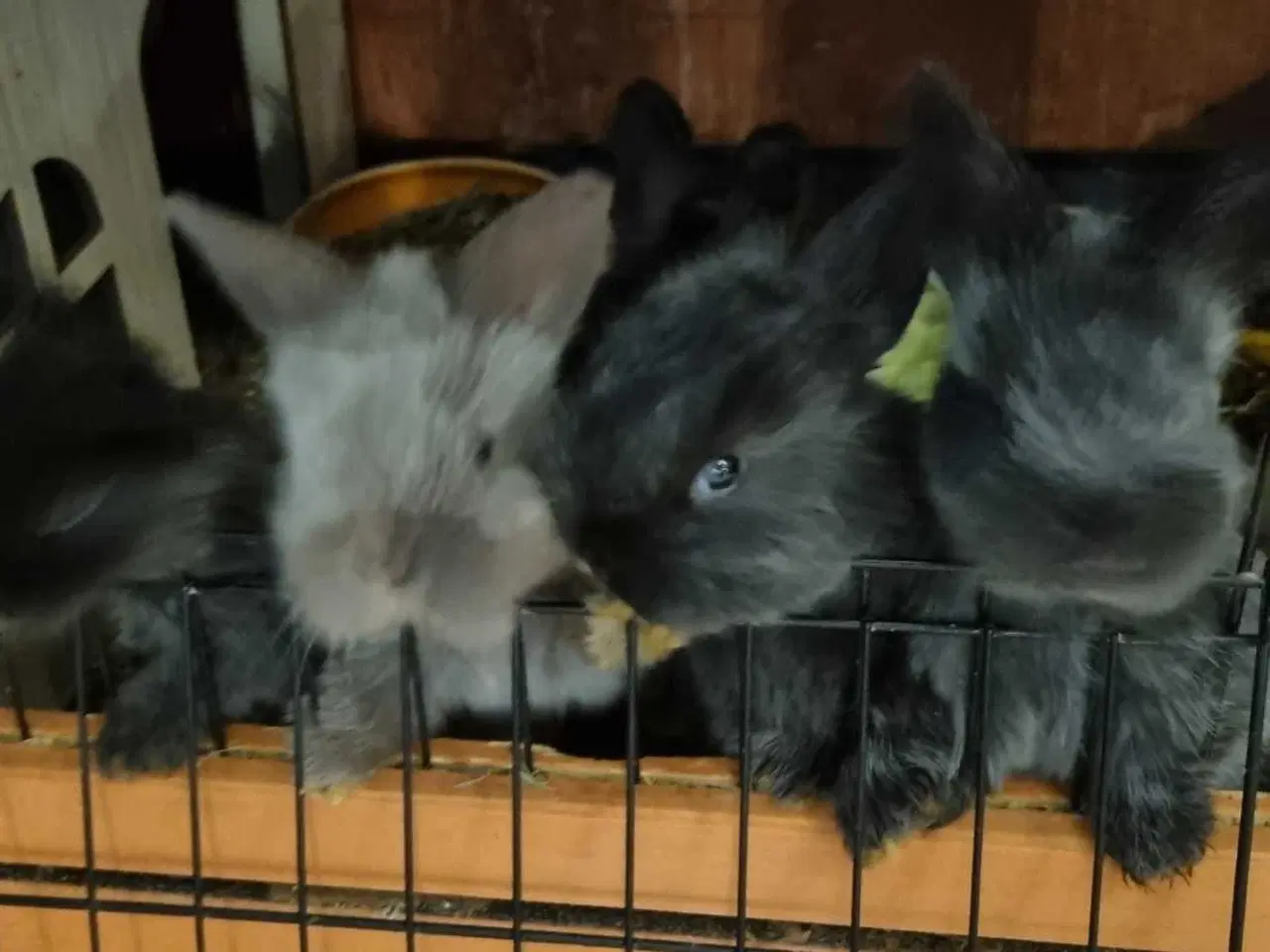 Billede 4 - 5 søde kaninunger til salg 