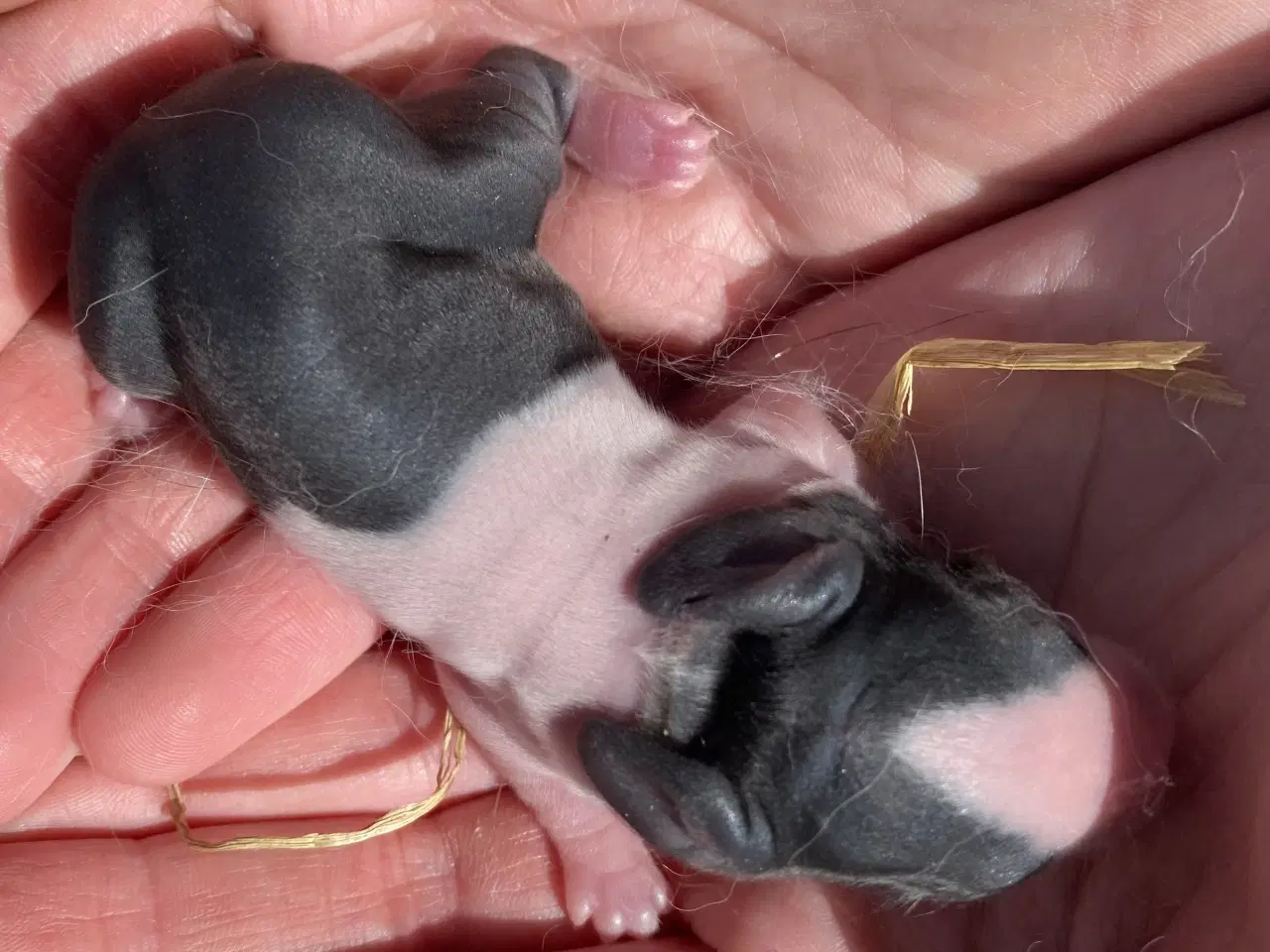 Billede 3 - HOLLÆNDER HAN SORT