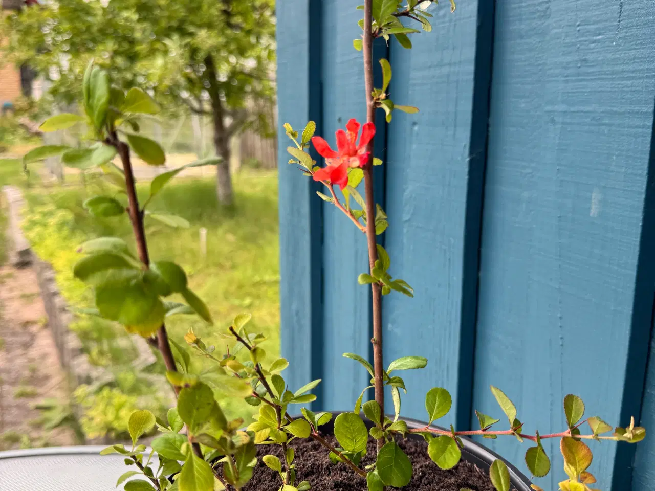 Billede 3 - Japankvæde (Chaenomeles japonica)