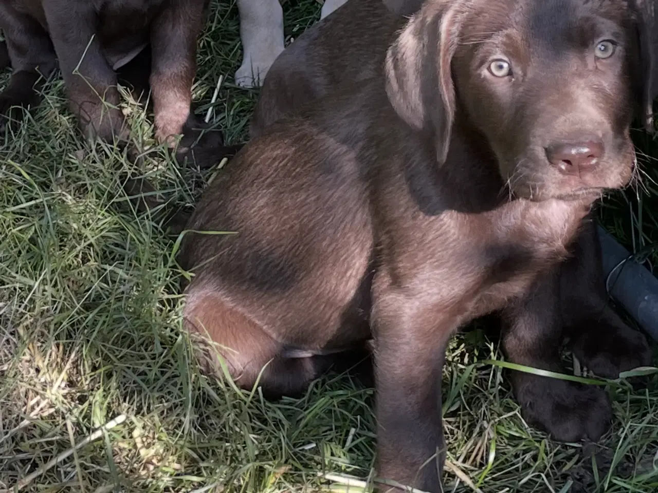 Billede 1 - Brun labrador 