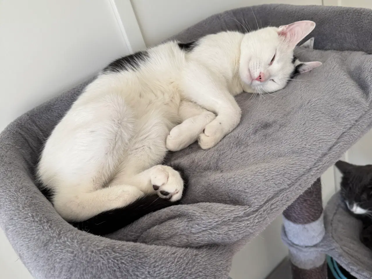 Billede 2 - Ung hankat på 10 mdr søger hjem.